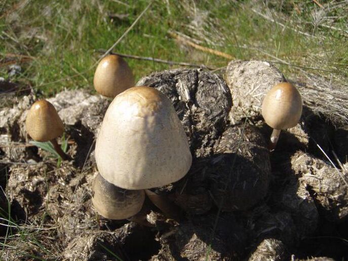Dunghoot di funghi